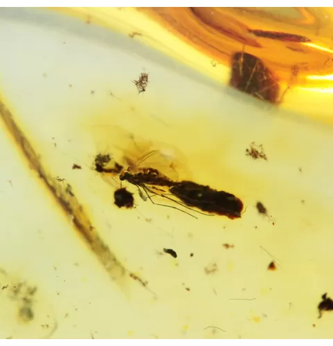 Drop Baltic amber pendulum pendant w insect inclusion