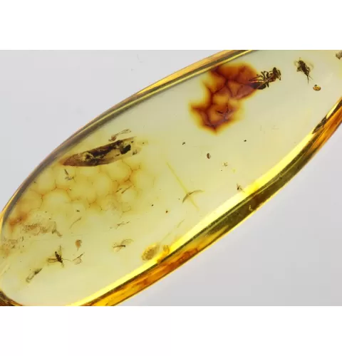 Drop Baltic amber pendulum pendant w insect inclusion