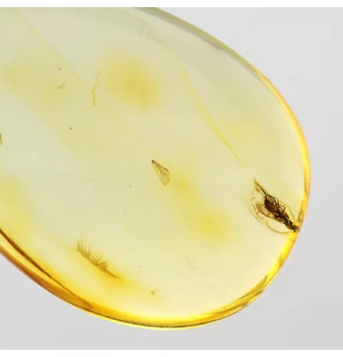Drop Baltic amber pendulum pendant w insect inclusion