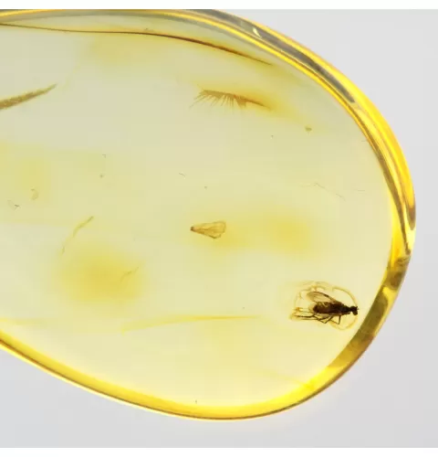 Drop Baltic amber pendulum pendant w insect inclusion