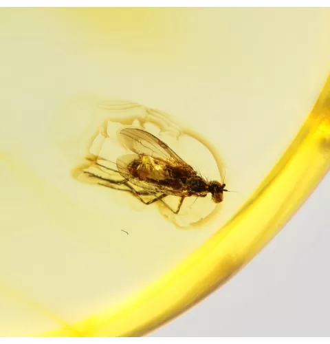 Drop Baltic amber pendulum pendant w insect inclusion