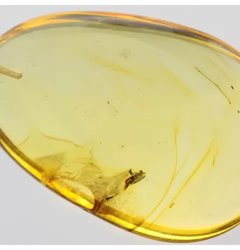 Drop Baltic amber pendulum pendant w insect inclusion