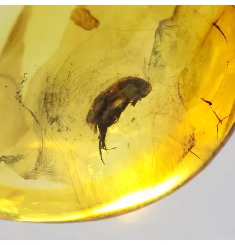 Drop Baltic amber pendulum pendant w insect inclusion