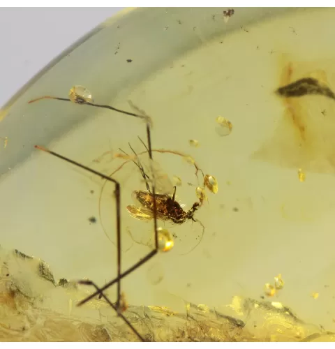 Drop Baltic amber pendulum pendant w insect inclusion