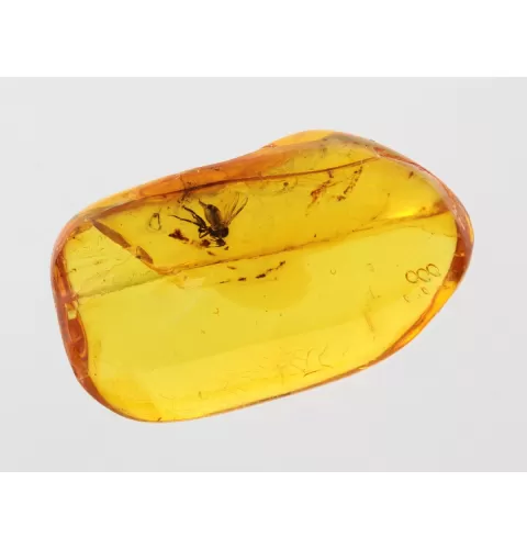 Diptera Insect inclusions in Baltic amber fossil stone