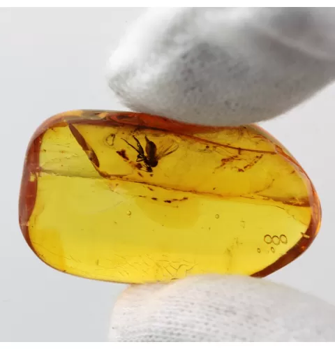 Diptera Insect inclusions in Baltic amber fossil stone