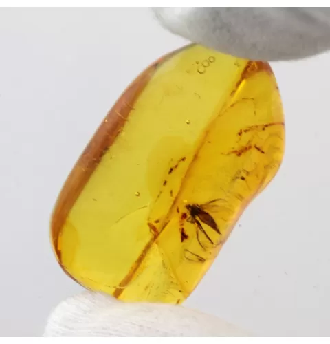 Diptera Insect inclusions in Baltic amber fossil stone