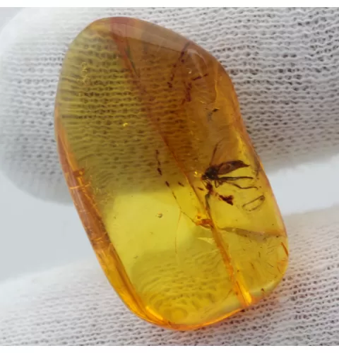 Diptera Insect inclusions in Baltic amber fossil stone