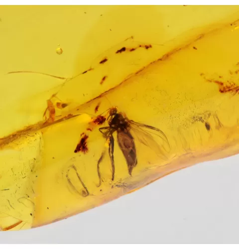 Diptera Insect inclusions in Baltic amber fossil stone