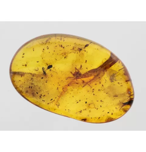 Insect inclusions in Baltic amber fossil stone