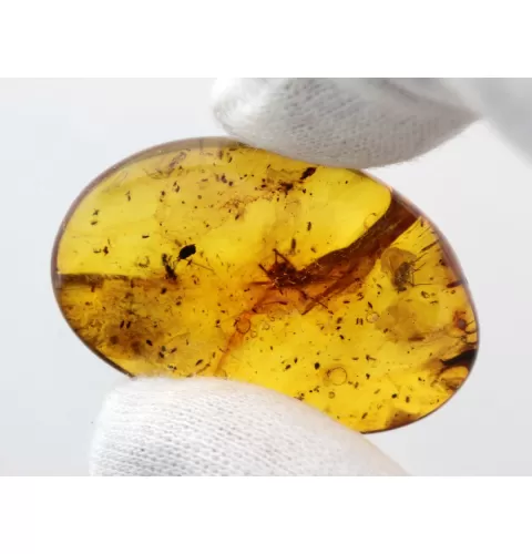 Insect inclusions in Baltic amber fossil stone