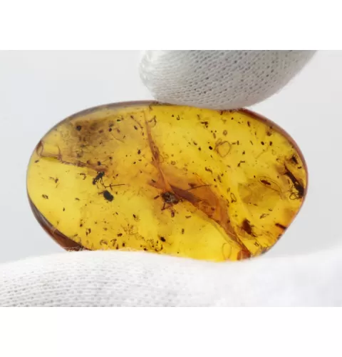 Insect inclusions in Baltic amber fossil stone