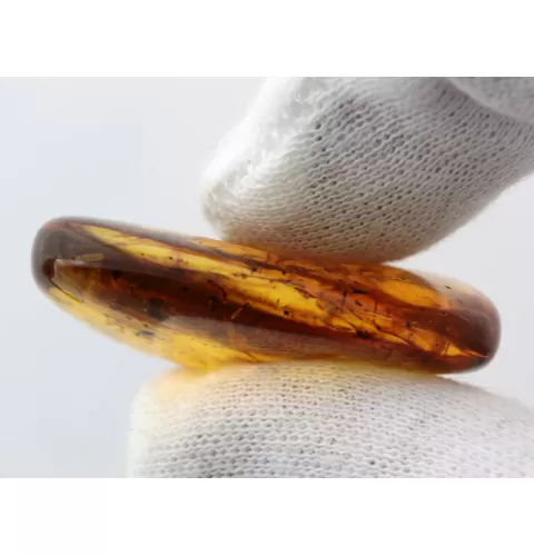 Insect inclusions in Baltic amber fossil stone