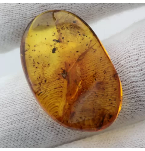 Insect inclusions in Baltic amber fossil stone