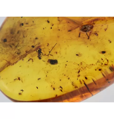 Insect inclusions in Baltic amber fossil stone