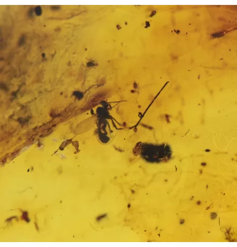 Insect inclusions in Baltic amber fossil stone
