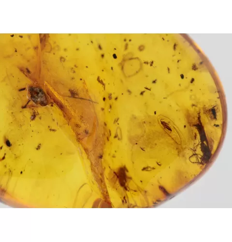 Insect inclusions in Baltic amber fossil stone