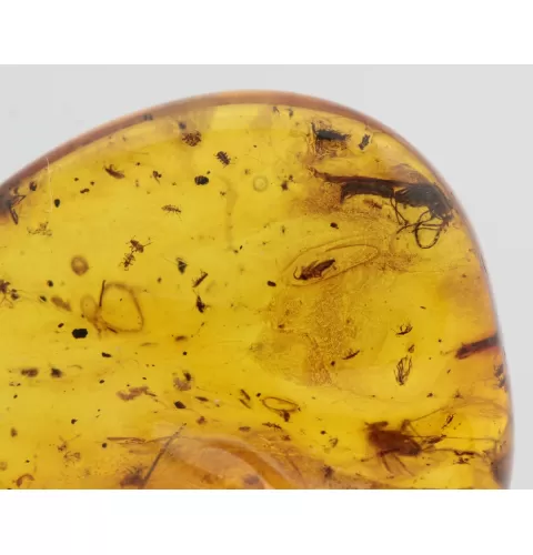 Insect inclusions in Baltic amber fossil stone