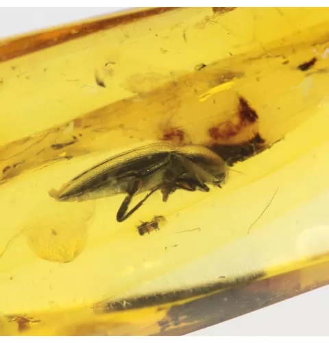 Beetle Insect inclusions in Baltic amber fossil stone