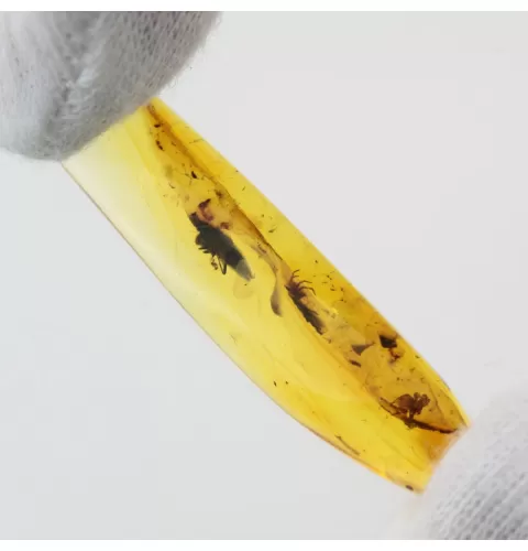 Beetle Insect inclusions in Baltic amber fossil stone