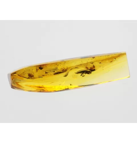 Beetle Insect inclusions in Baltic amber fossil stone