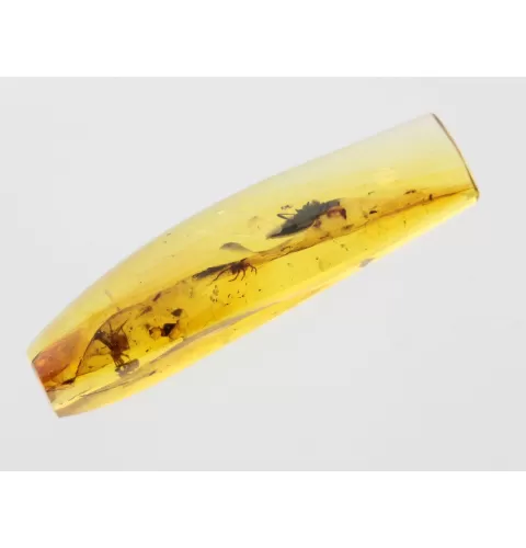 Beetle Insect inclusions in Baltic amber fossil stone