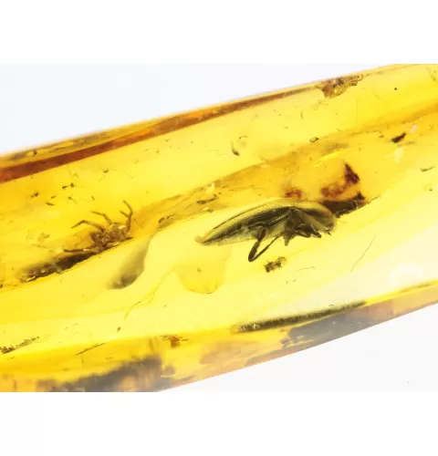 Beetle Insect inclusions in Baltic amber fossil stone