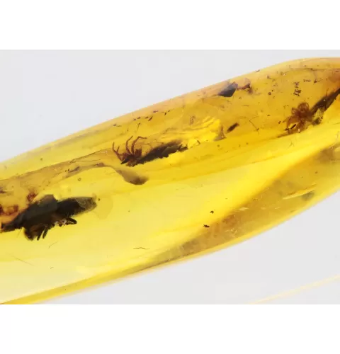 Beetle Insect inclusions in Baltic amber fossil stone