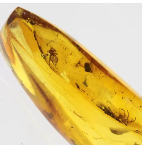 Beetle Insect inclusions in Baltic amber fossil stone