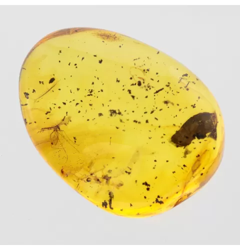 Gnat Insect inclusions in Baltic amber fossil stone