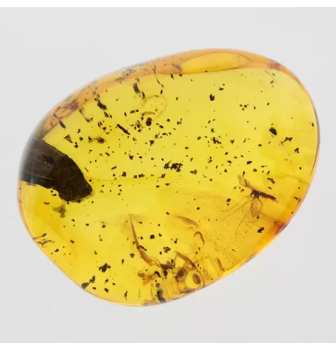 Gnat Insect inclusions in Baltic amber fossil stone