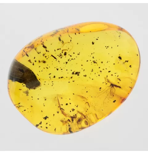 Gnat Insect inclusions in Baltic amber fossil stone