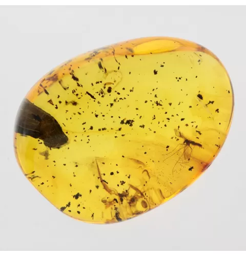 Gnat Insect inclusions in Baltic amber fossil stone
