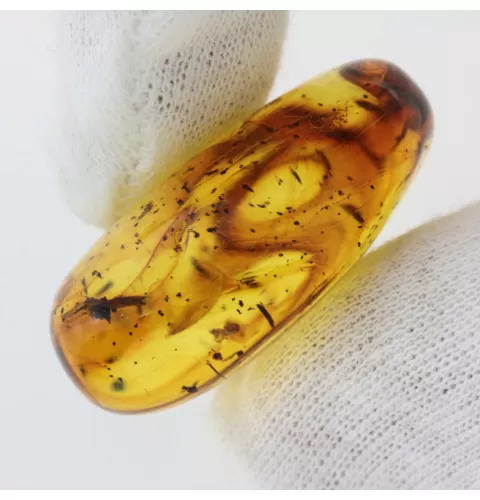 Gnat Insect inclusions in Baltic amber fossil stone