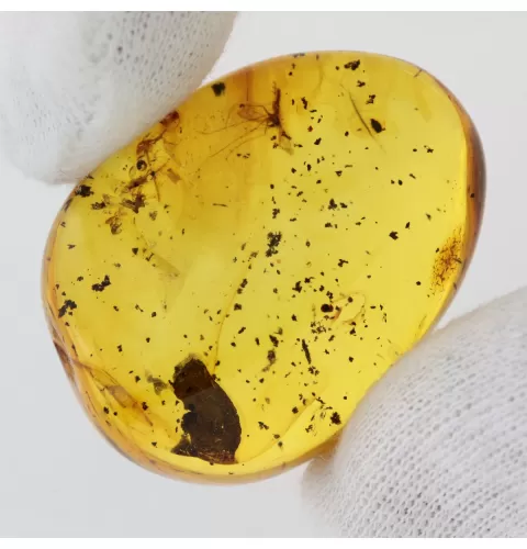 Gnat Insect inclusions in Baltic amber fossil stone