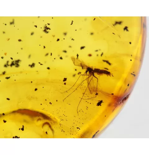 Gnat Insect inclusions in Baltic amber fossil stone