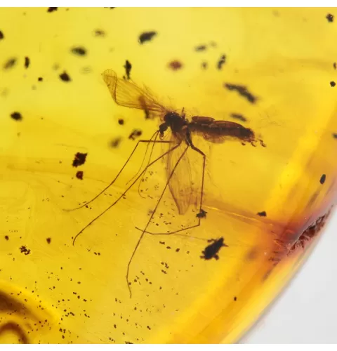 Gnat Insect inclusions in Baltic amber fossil stone