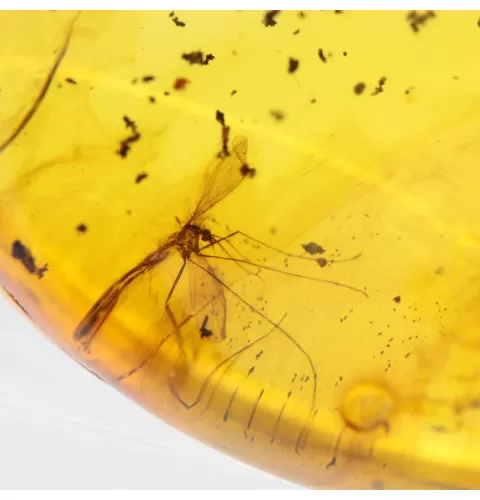 Gnat Insect inclusions in Baltic amber fossil stone