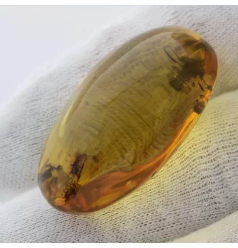 Insect inclusions in Baltic amber fossil big stone