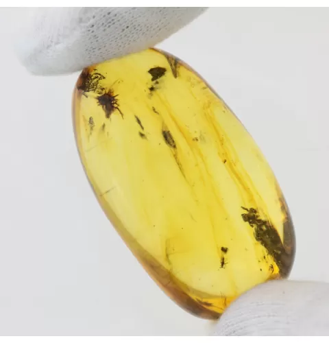 Insect inclusions in Baltic amber fossil big stone