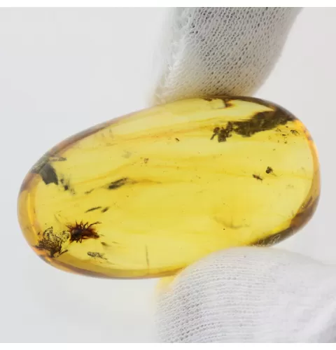 Insect inclusions in Baltic amber fossil big stone