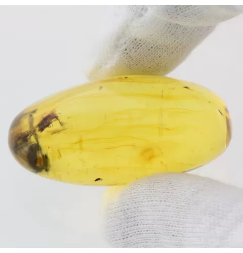 Insect inclusions in Baltic amber fossil big stone