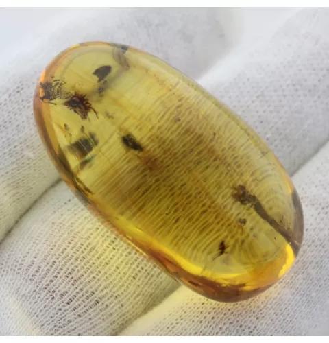 Insect inclusions in Baltic amber fossil big stone