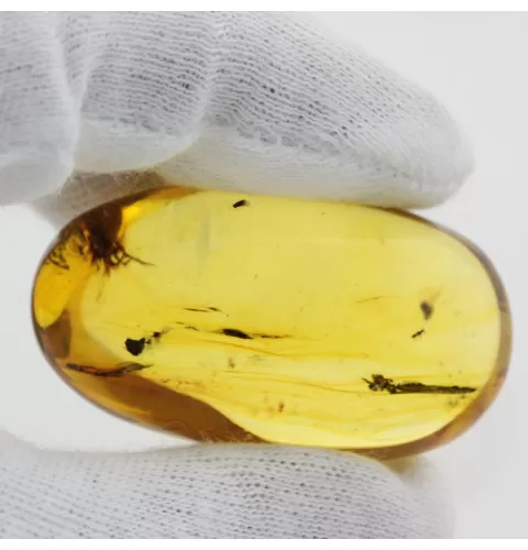 Insect inclusions in Baltic amber fossil big stone