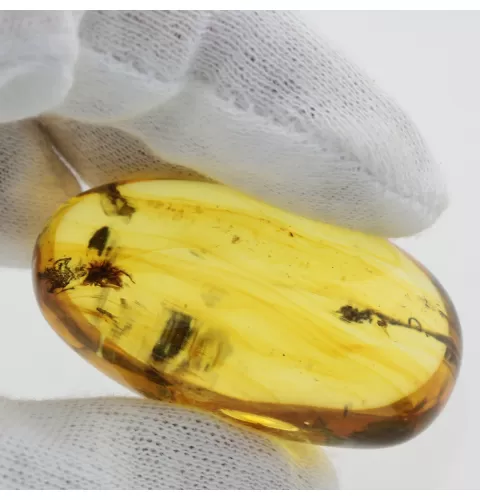 Insect inclusions in Baltic amber fossil big stone