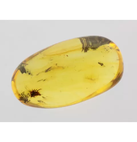 Insect inclusions in Baltic amber fossil big stone
