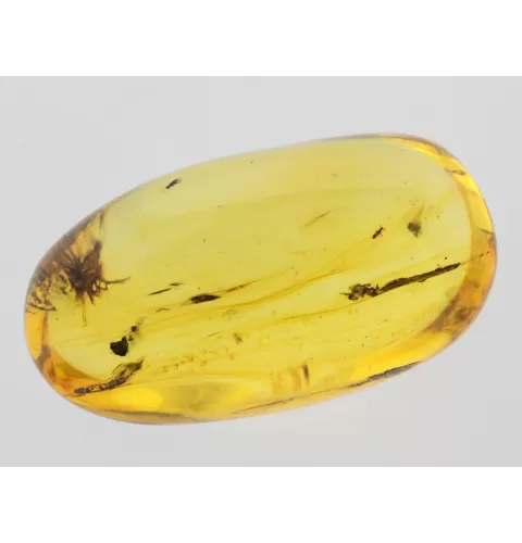 Insect inclusions in Baltic amber fossil big stone