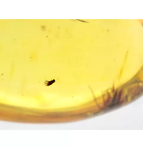 Insect inclusions in Baltic amber fossil big stone