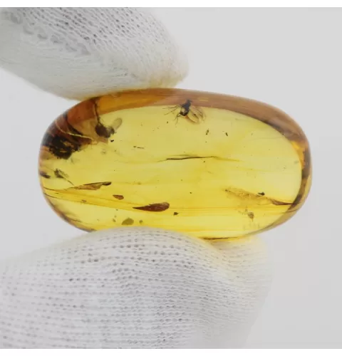 Insect inclusions in Baltic amber fossil big stone