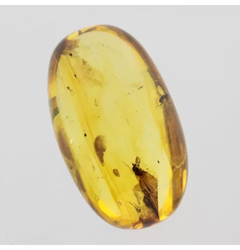 Insect inclusions in Baltic amber fossil big stone